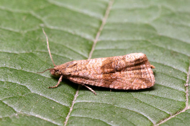 Celypha striana: Bild 3