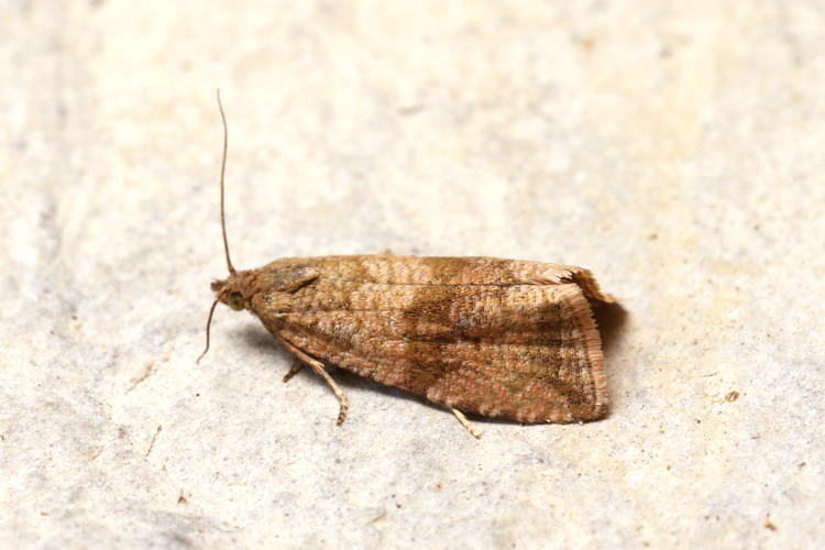 Celypha striana: Bild 4