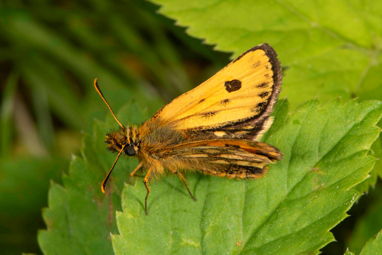 Carterocephalus silvicola: Bild 3