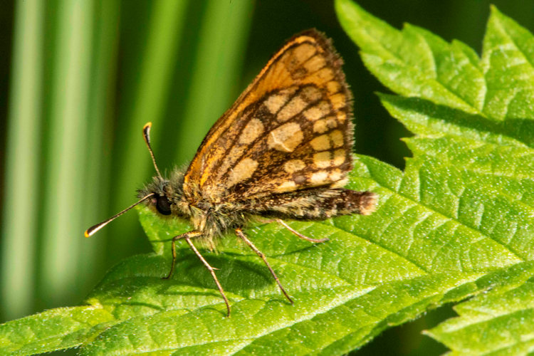 Carterocephalus silvicola: Bild 6