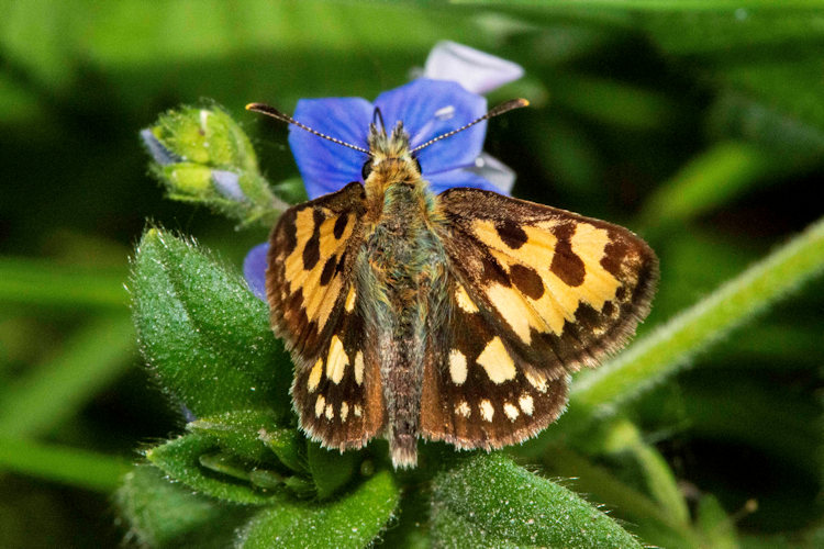 Carterocephalus silvicola: Bild 5