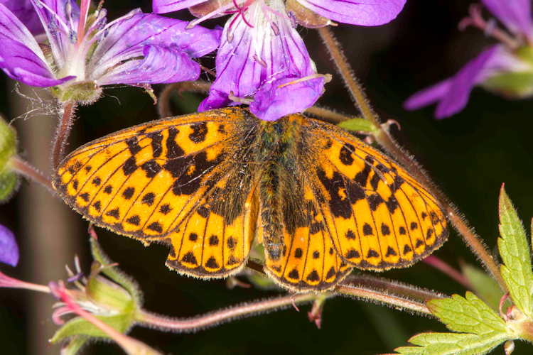 Boloria euphrosyne: Bild 4