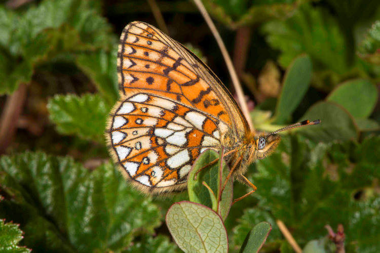 Boloria eunomia: Bild 11