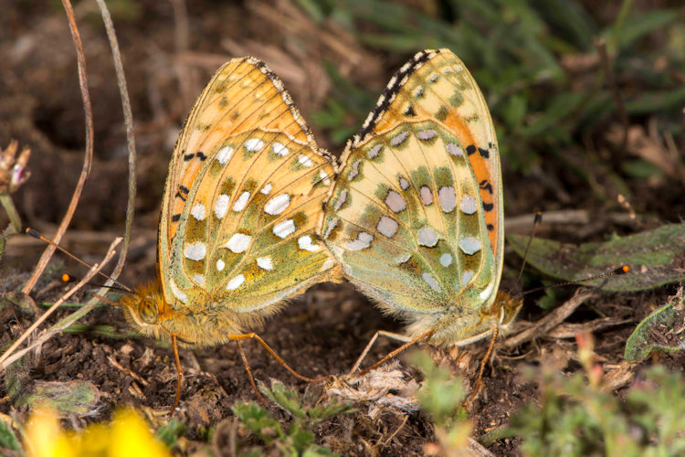 Speyeria aglaja: Bild 15
