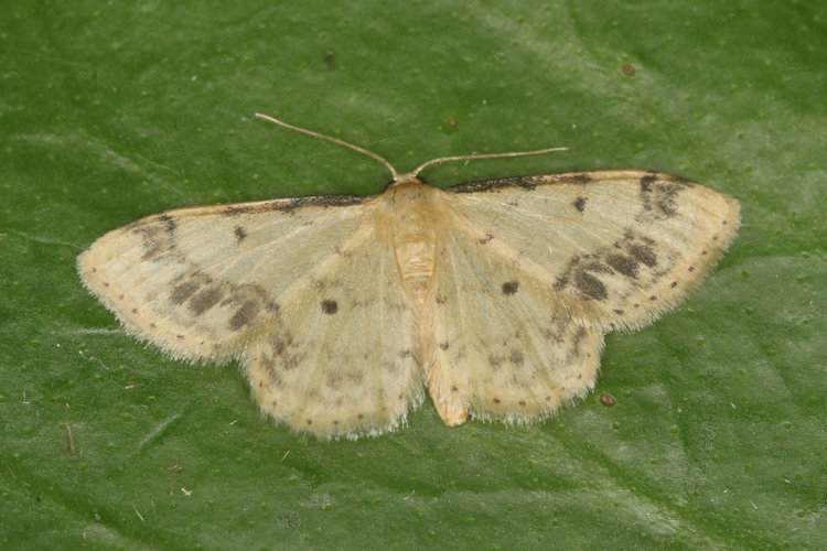 Idaea trigeminata: Bild 4