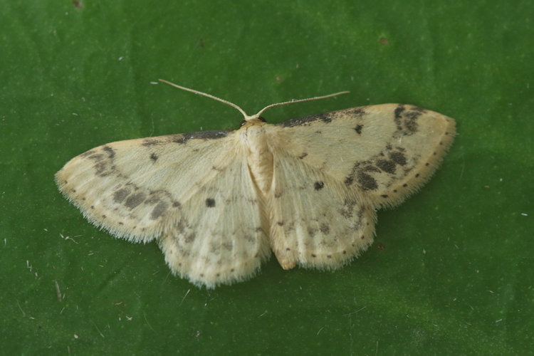 Idaea trigeminata: Bild 5