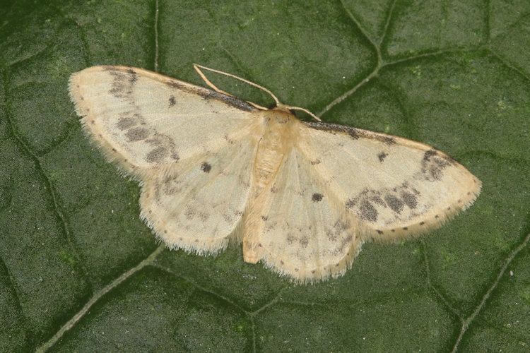 Idaea trigeminata: Bild 6