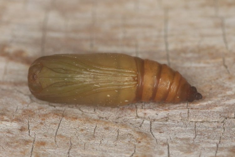 Idaea trigeminata: Bild 3