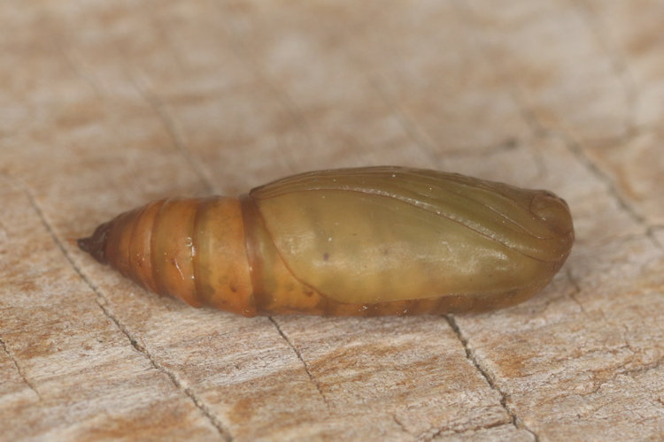 Idaea trigeminata: Bild 4
