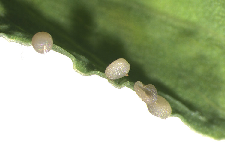 Idaea trigeminata: Bild 1