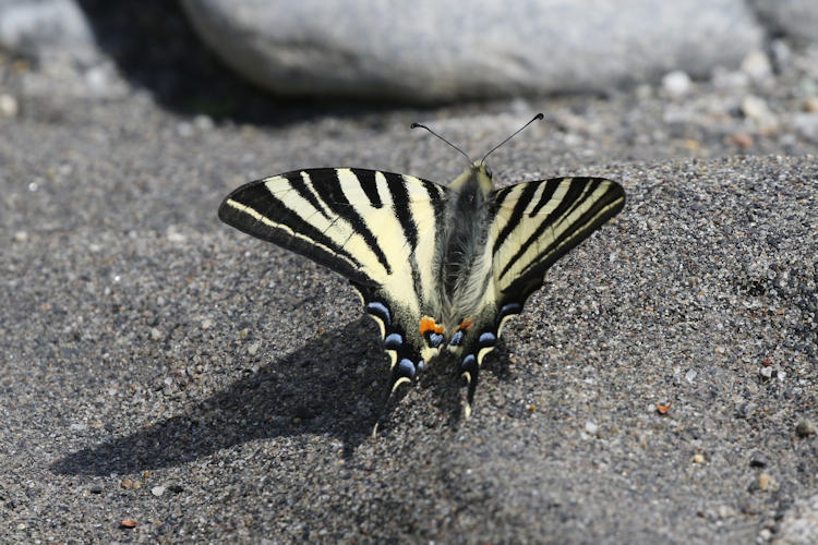 Iphiclides podalirius: Bild 37