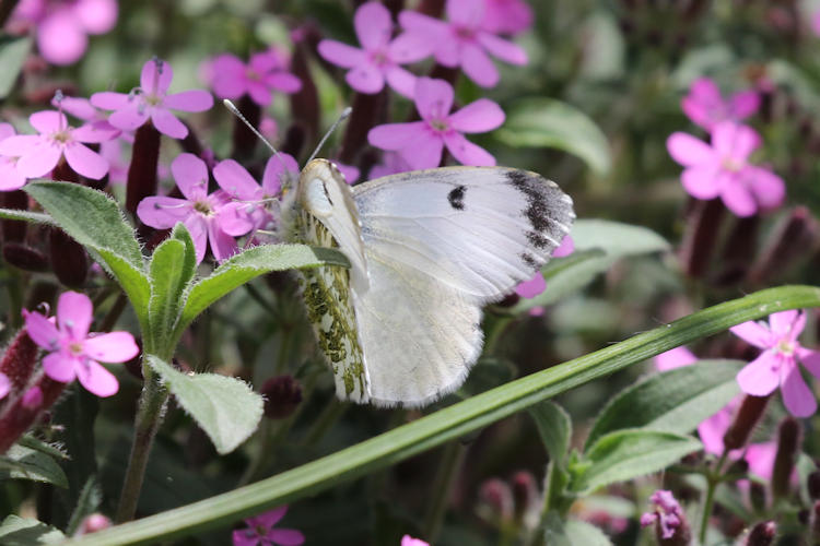 Anthocharis cardamines: Bild 11