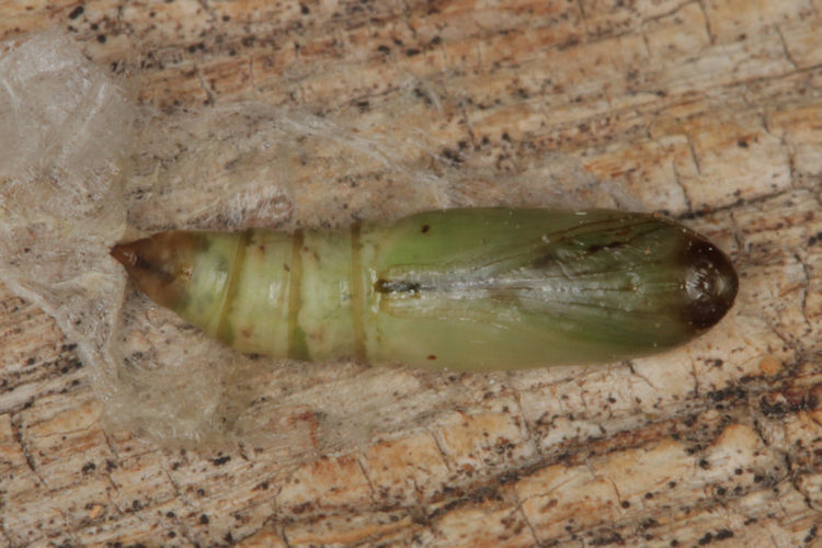 Laspeyria flexula: Bild 18
