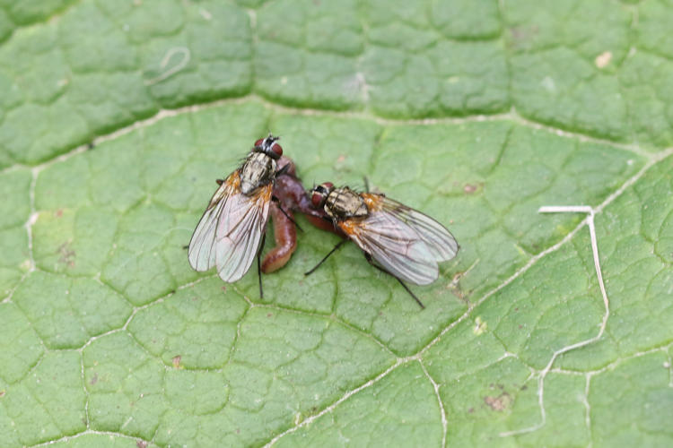 Diptera sp.: Bild 7