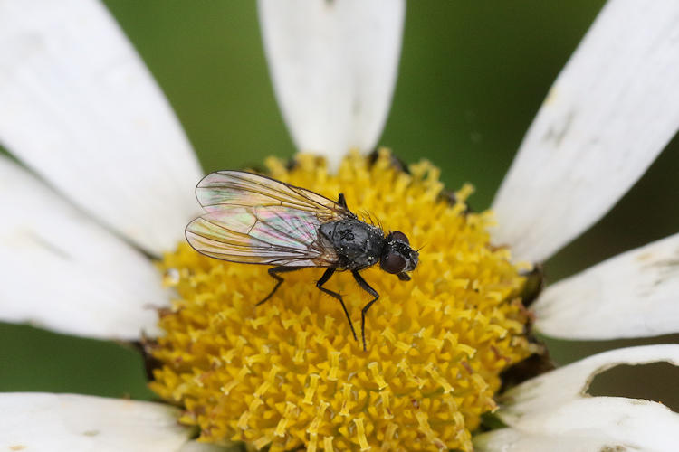 Diptera sp.: Bild 10