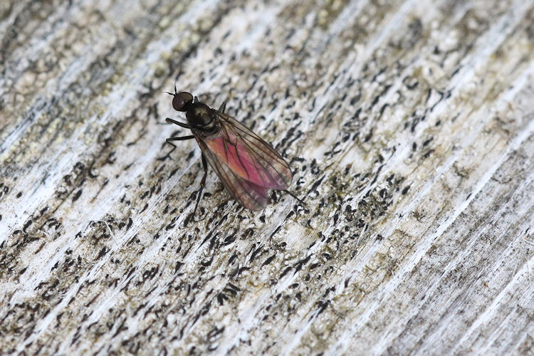 Diptera sp.: Bild 11