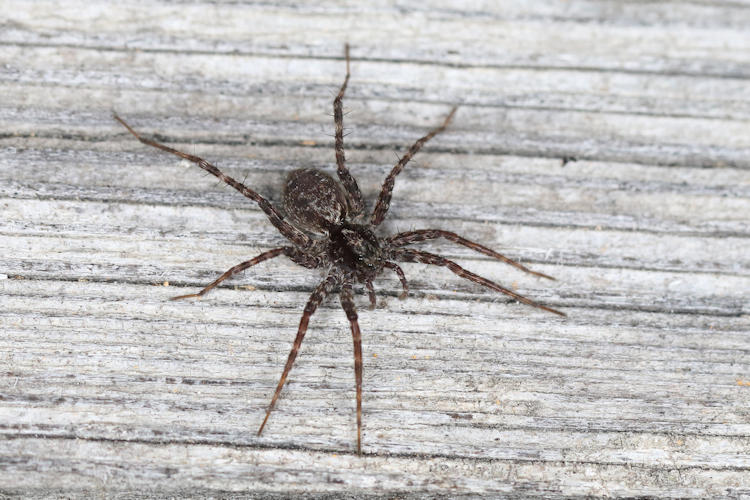 Pardosa sp.: Bild 1