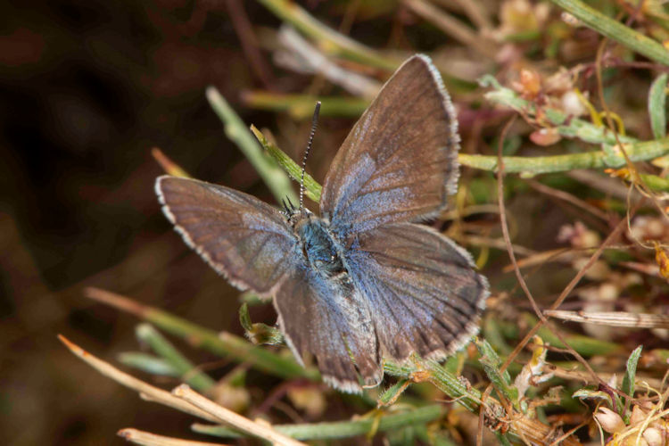 Plebejus bellieri: Bild 3