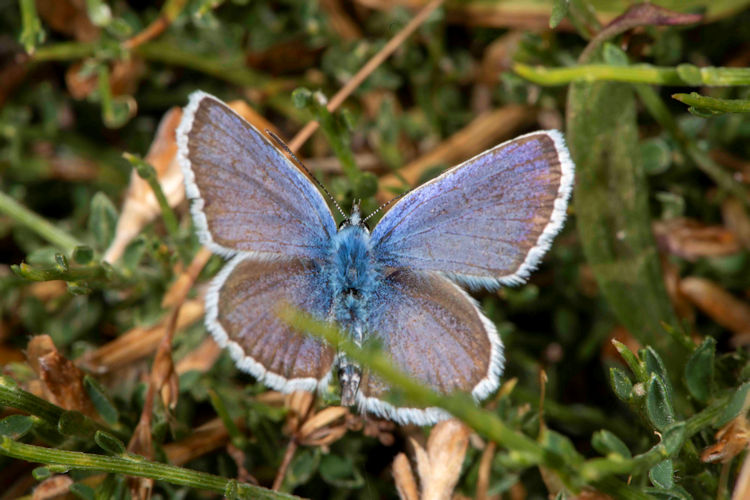 Plebejus bellieri: Bild 1