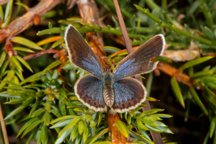 Plebejus bellieri: Bild 2