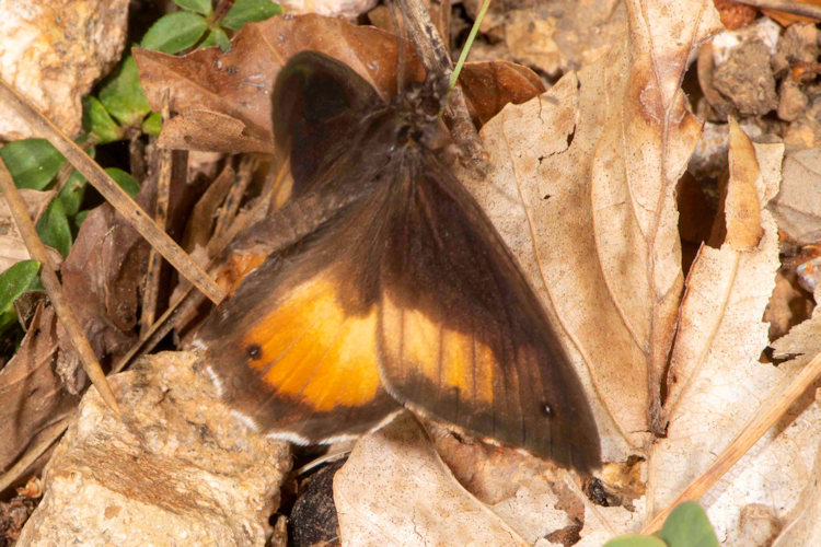 Hipparchia neomiris: Bild 1