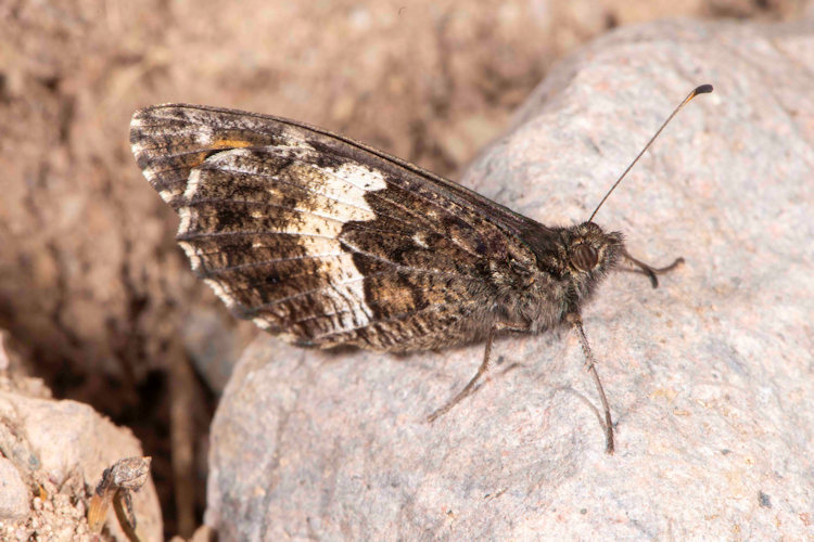 Hipparchia neomiris: Bild 4