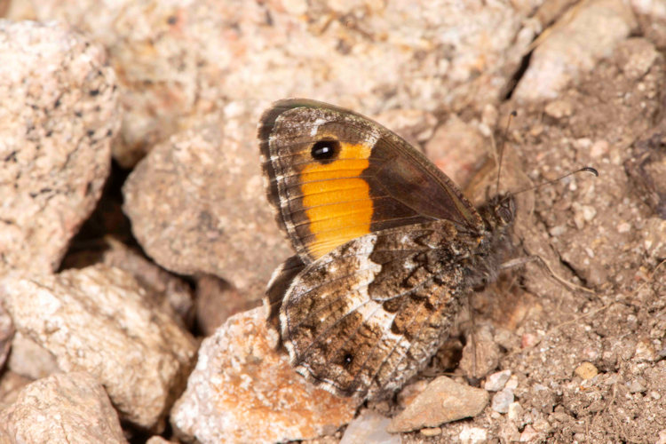 Hipparchia neomiris: Bild 3