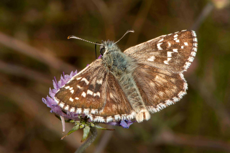 Pyrgus foulquieri: Bild 1