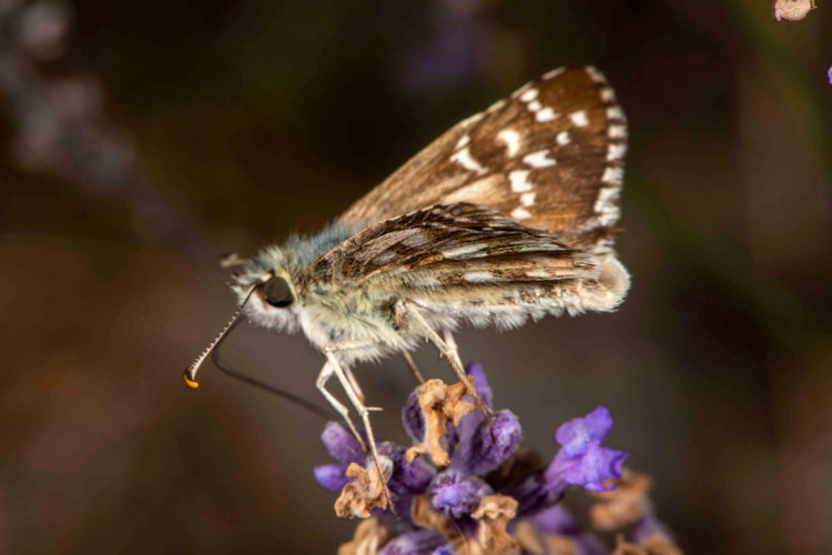 Pyrgus foulquieri: Bild 2