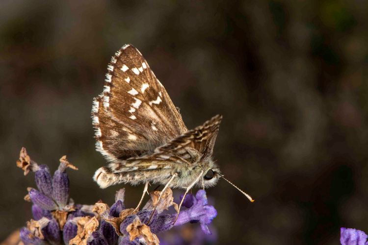 Pyrgus foulquieri: Bild 3