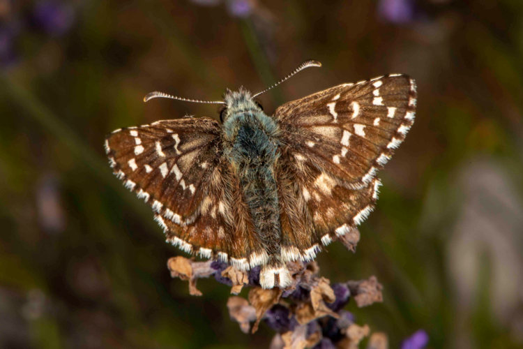 Pyrgus foulquieri: Bild 4
