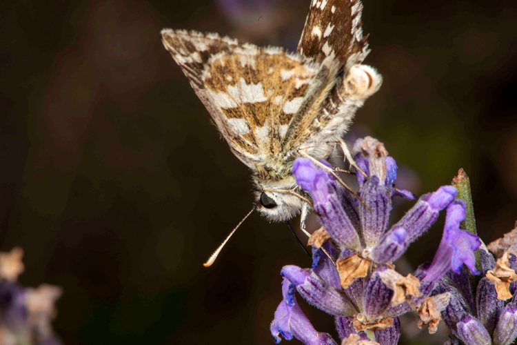 Pyrgus foulquieri: Bild 5