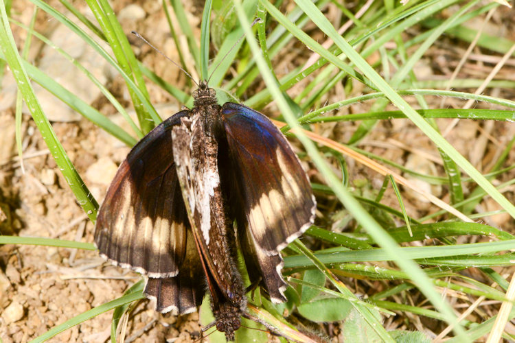 Hipparchia alcyone: Bild 6