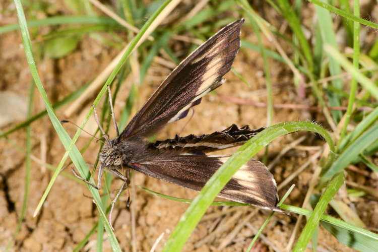 Hipparchia alcyone: Bild 7