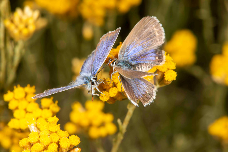 Plebejus argus: Bild 52
