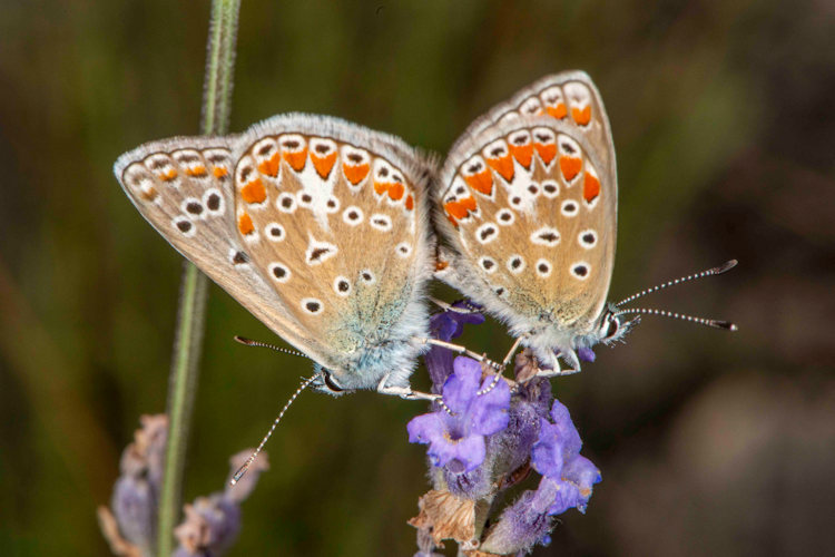 Polyommatus thersites: Bild 42