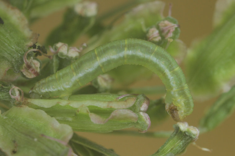 Eupithecia selinata: Bild 1