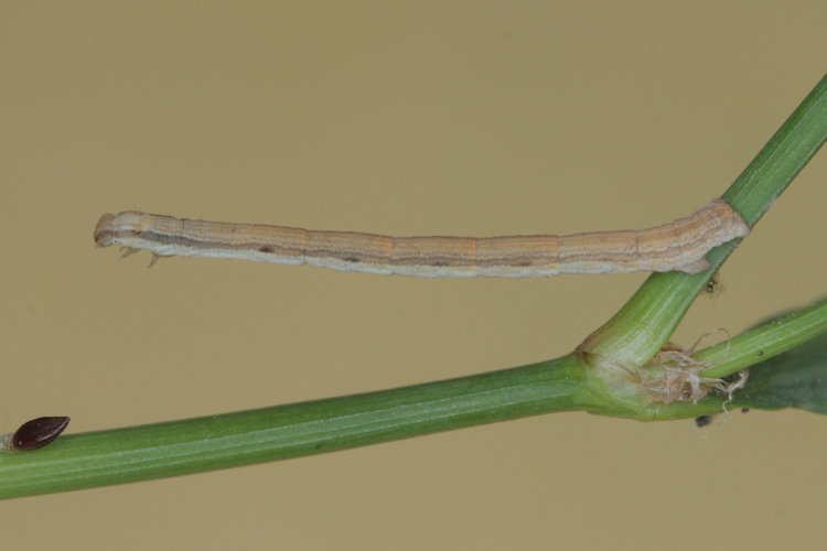 Rhodometra sacraria: Bild 7