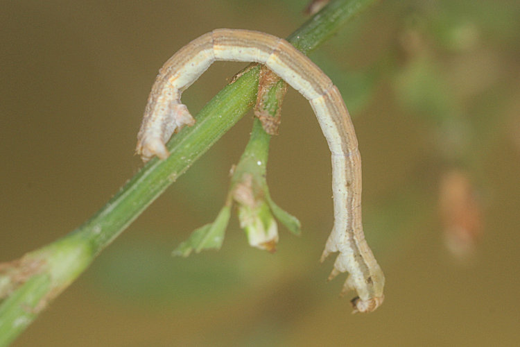 Rhodometra sacraria: Bild 8
