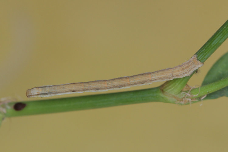 Rhodometra sacraria: Bild 10