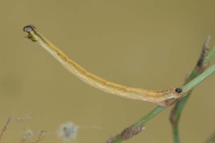 Rhodometra sacraria: Bild 15