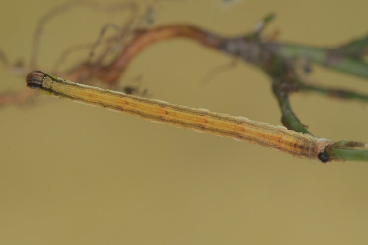 Rhodometra sacraria: Bild 16