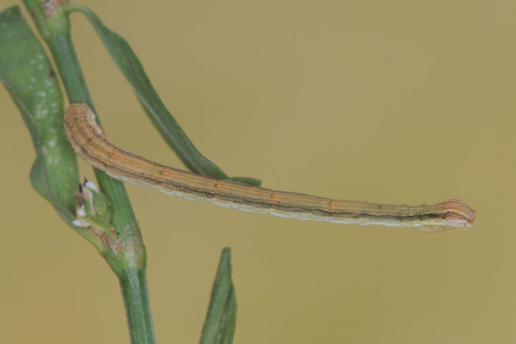 Rhodometra sacraria: Bild 17