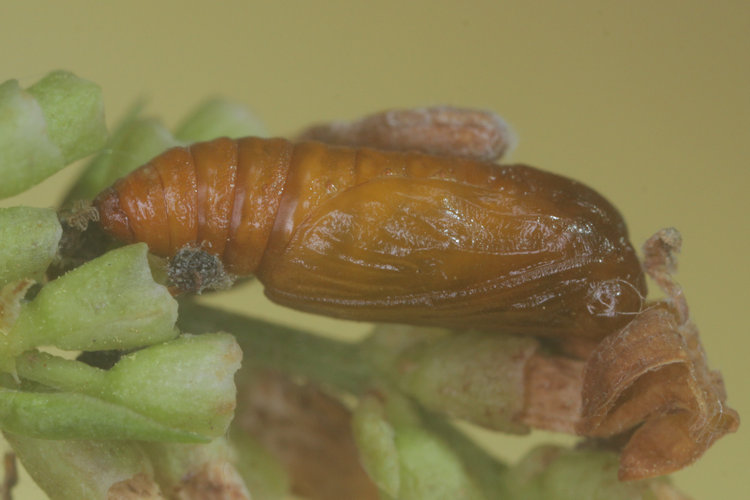 Acasis viretata: Bild 22