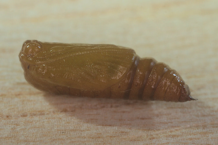 Acasis viretata: Bild 23