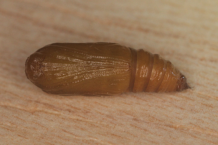 Acasis viretata: Bild 24
