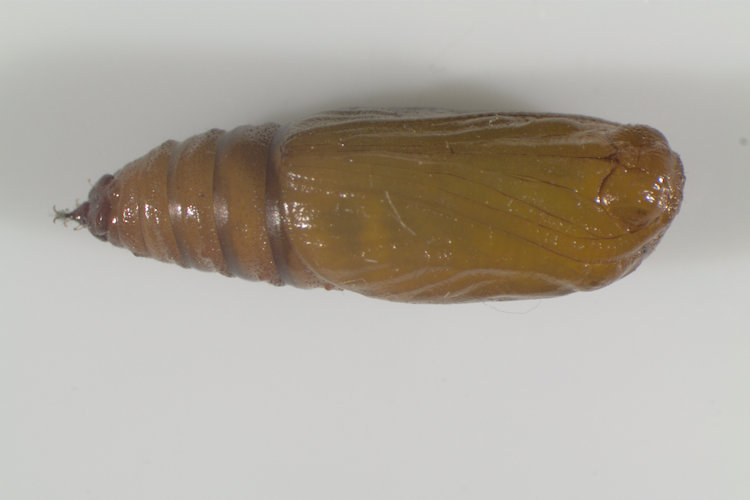 Acasis viretata: Bild 25
