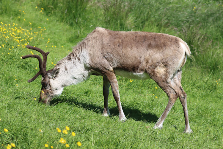 Rangifer tarandus: Bild 1