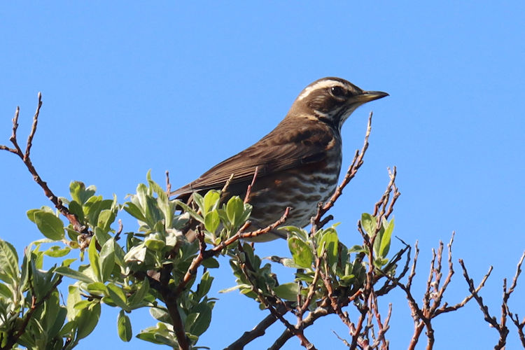 Turdus iliacus: Bild 1