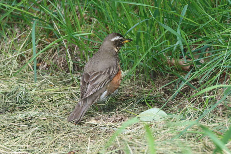 Turdus iliacus: Bild 2